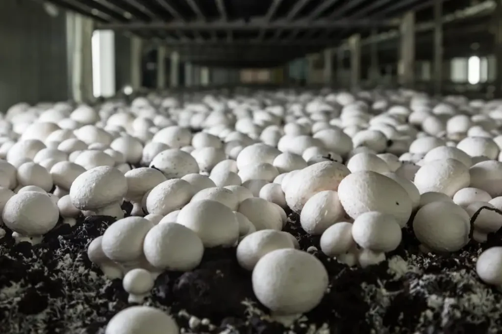 Mushroom farm